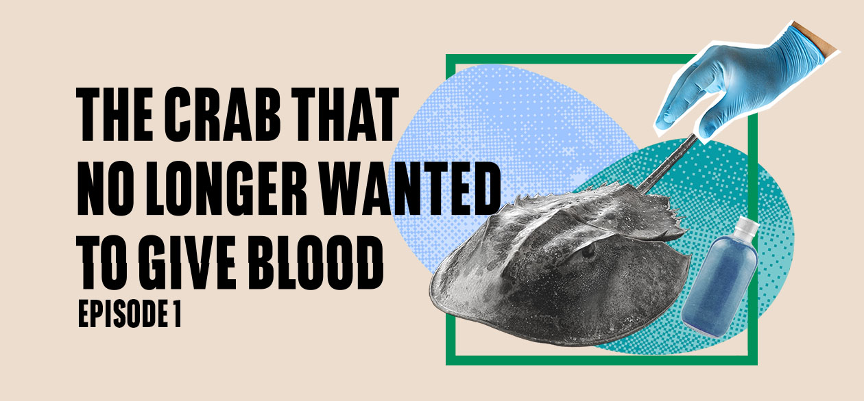 The crab that no longer wanted to give blood